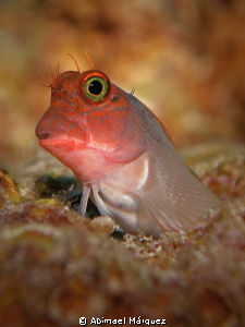 Redlip Blenny by Abimael Márquez 